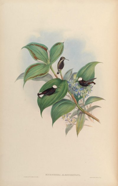 Microchera albocoronata - John Gould